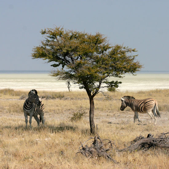 Wander-Lodge-Safari Wander-Lodge-Safari