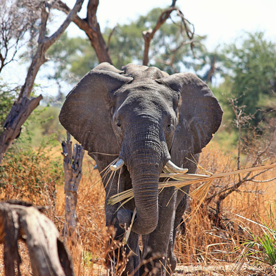 Vom Kruger Nationalpark bis zu den Drakensbergen Vom Kruger Nationalpark bis zu den Drakensbergen
